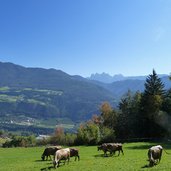 toetschling weide dahinter geisler