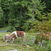 b haflinger pferde bei uflas