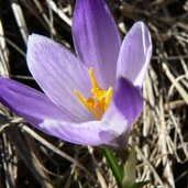 Felixer Weiher Deutschnonsberg P krokus