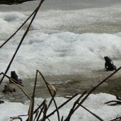 Felixer Weiher Deutschnonsberg P