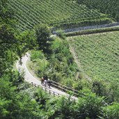 Frangart Radweg Weinreben Radfahrer 