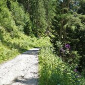 j forstweg rotbachtal unter daimeralm schoellbergalm