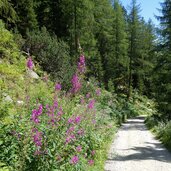 o forstweg rotbachtal unter daimeralm schoellbergalm