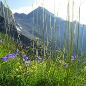 DSC antholz glockenblume
