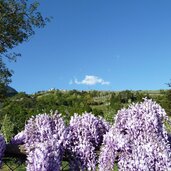 fruehling bei gratsch meran