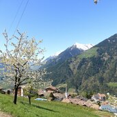 verdins schenna fruehling kirschbaum