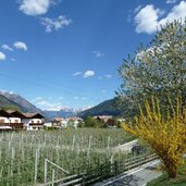 radweg bei naturns april fruehliing apfelbluete