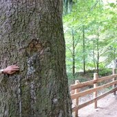 naturdenkmal alte fichte bei stange ratschings