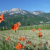 spargelfeld bei unterrain und wilder mohn mohnblumen