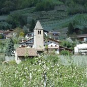 naturns st prokulus kirche apfelbluete