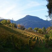 weinberge bei patscheider und burgstaller hof signat