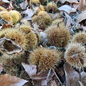 Keschtnweg Kastanienweg Ritten Kastanienigel Boden