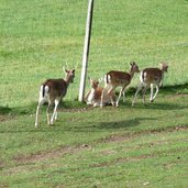 hirsche hirschzucht bei kastelruth tisens