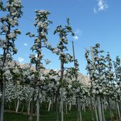 obstbluete partschins rabland