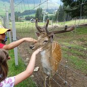 gustav mahler wildpark toblach hirsch