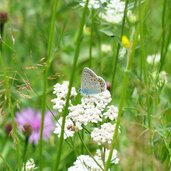 blaeuling schmetterling bei suppenwaal zw laas und schlanders