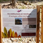 tisens erlebnisweg vorbichl kastanien holz info