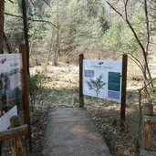 tisens natur erlebnisweg vorbichl info pflanzen