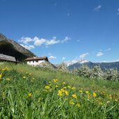 rastenfeld hof bei partschins fruehling apfelbluete