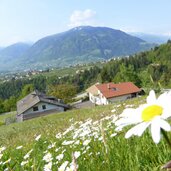 wiese oberhalb von kuens