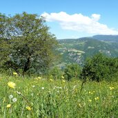 wiesen am oachner hoefeweg bei proesler ried dahinter ritten