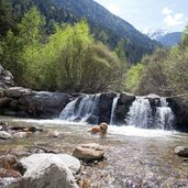 TM hund cane wasserfall schwimmen