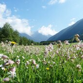 blumenwiesen im antholzer tal