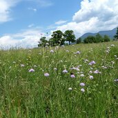 wiesen bei barbian