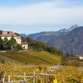 eppan berg weinberge blick richtung freudenstein herbst