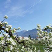 obst birnen bluete in mitterlana