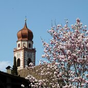 tisens pfarrkirche turm und magnolie