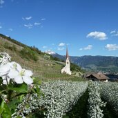 algund oberplars st ulrich kirche apfelbluete