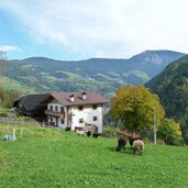 tomines oder tamines hof buschenschank bei tagusens