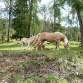 voelser aicha haflinger pferde