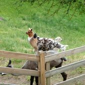 lamas auf wiese bei oberinn ritten