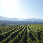 weinberge bei unterplanitzing