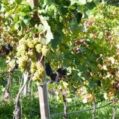weisswein rotwein reben