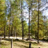 wanderweg laerchenwald bei spinges vals