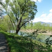 pfatten frizzi au flusslandschaft radweg etsch