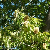 reife kastanien am baum kastanienigel herbst