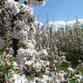 obstbluete apfel bluetenwahn bei st michael eppan