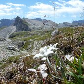 edelweiss auf gardenaccia