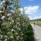 kaltern katzental radweg zum see obstbluete