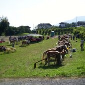 villanders ortsteil st valentin haflinger pferde veranstaltung