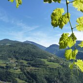 herbst ausblick eisacktal ab barbian weinrebe