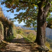 herbst kastanienbaeume bei rafenstein bozen weg a