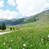 langtaufers ortschaft melag blumenwiese