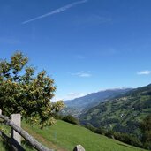 keschtnweg noerdlich von barbian kastanienbaum