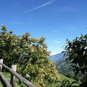 keschtnweg noerdlich von barbian kastanienbaum