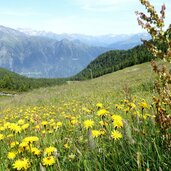 blumenwiese mit habichtkraut bei tallner alm